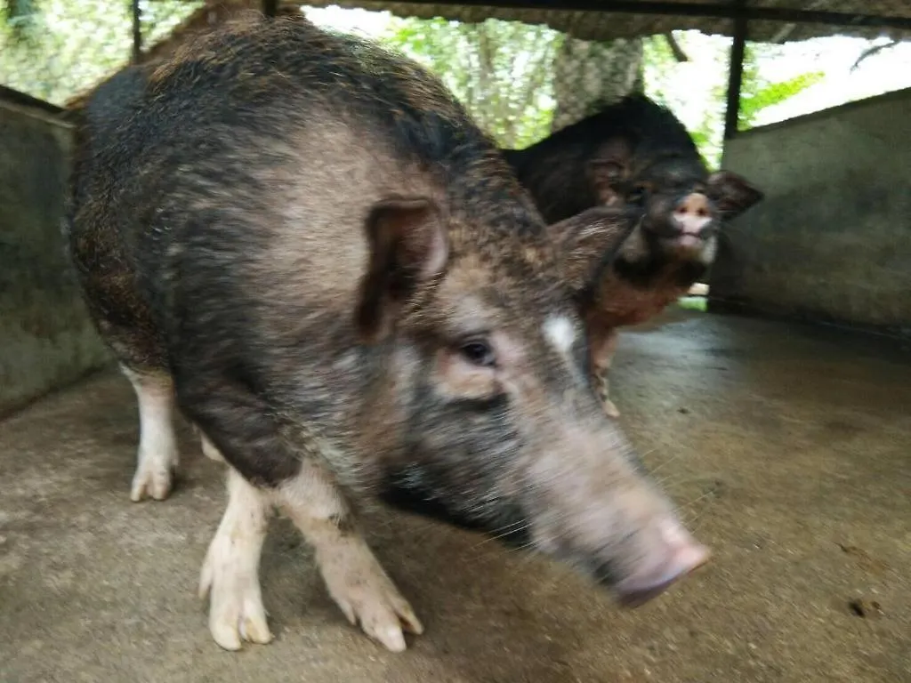 Κατάλυμα σε φάρμα Phang Nga Farmstay Καο Λακ