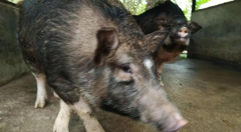 Phang Nga Farmstay Καο Λακ Κατάλυμα σε φάρμα