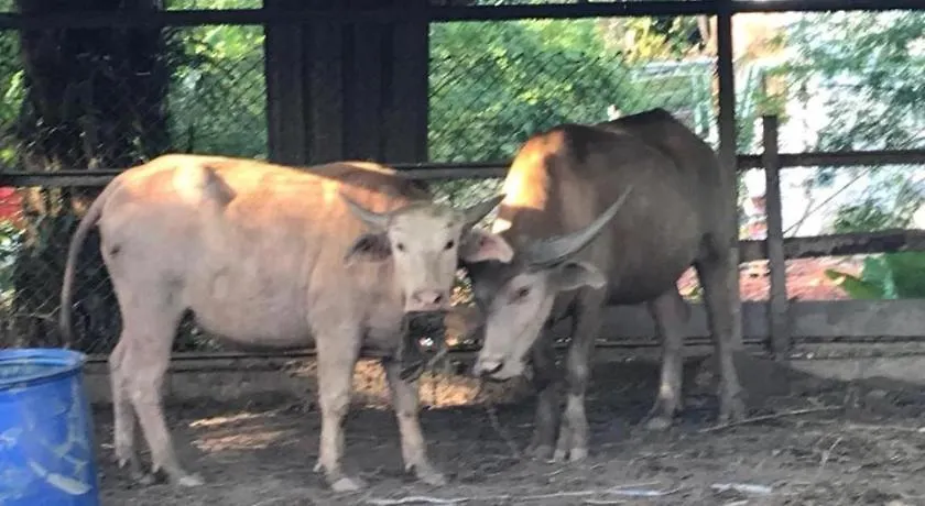 Phang Nga Farmstay Καο Λακ